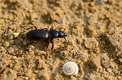 David Plant Photography - Wildlife Photography - Pterostichus nigrita - B
