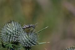 David Plant Photography - Wildlife Photography - Rhagium mordax - A