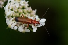 David Plant Photography - Wildlife Photography - Rhagonycha fulva - A