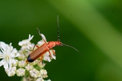 David Plant Photography - Wildlife Photography - Rhagonycha fulva - D