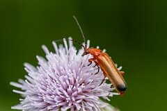 David Plant Photography - Wildlife Photography - Rhagonycha fulva - E