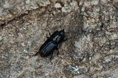 David Plant Photography - Wildlife Photography - Rhinoceros Beetle, Sinodendron cylindricum - A