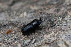 David Plant Photography - Wildlife Photography - Rhinoceros Beetle, Sinodendron cylindricum - B