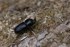 David Plant Photography - Wildlife Photography - Rhinoceros Beetle, Sinodendron cylindricum - D