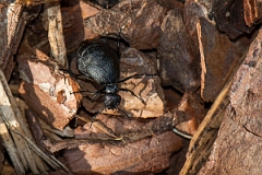 David Plant Photography - Wildlife Photography - Rugged oil beetle, Meloe rugosus - A