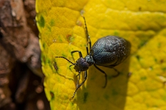 David Plant Photography - Wildlife Photography - Rugged oil beetle, Meloe rugosus - B