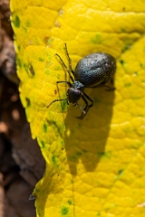 David Plant Photography - Wildlife Photography - Rugged oil beetle, Meloe rugosus - C