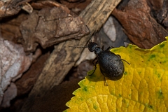 David Plant Photography - Wildlife Photography - Rugged oil beetle, Meloe rugosus - D