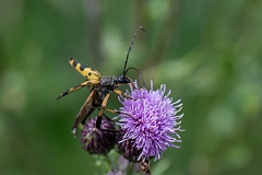 David Plant Photography - Wildlife Photography - Rutpela maculata - A