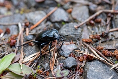 David Plant Photography - Wildlife Photography - Smooth ground beetle, Carabus glabratus - B