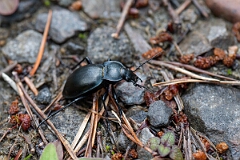 David Plant Photography - Wildlife Photography - Smooth ground beetle, Carabus glabratus - C