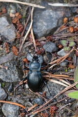 David Plant Photography - Wildlife Photography - Smooth ground beetle, Carabus glabratus - D