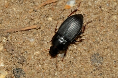 David Plant Photography - Wildlife Photography - Strawberry seed beetle, Harpalus rufipes - A