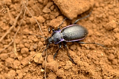 David Plant Photography - Wildlife Photography - Violet ground beetle - Carabus violaceus - C