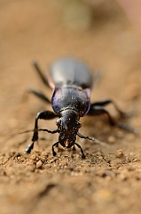 David Plant Photography - Wildlife Photography - Violet ground beetle - Carabus violaceus - D