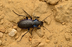 David Plant Photography - Wildlife Photography - Violet ground beetle - Carabus violaceus - E