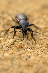 David Plant Photography - Wildlife Photography - Violet ground beetle - Carabus violaceus - G