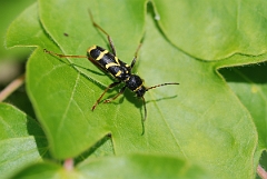 David Plant Photography - Wildlife Photography - Wasp beetle - C