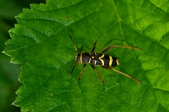 David Plant Photography - Wildlife Photography - Wasp beetle, Clytus arietis - D