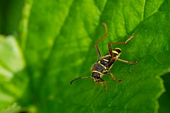 David Plant Photography - Wildlife Photography - Wasp beetle, Clytus arietis - E