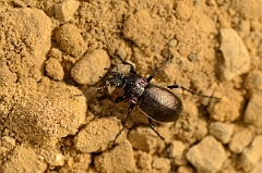 David Plant Photography - Wildlife Photography - Wood ground-beetle - Carabus nemoralis - A