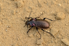 David Plant Photography - Wildlife Photography - Wood ground-beetle - Carabus nemoralis - B