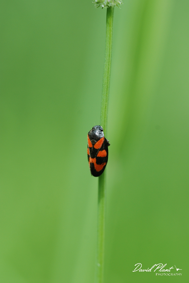 David Plant Photography - Wildlife Photographer - Froghopper - Cercopis vulnerata - A.JPG - Black and red froghopper, Cercopis vulnerata - Gloucestershire