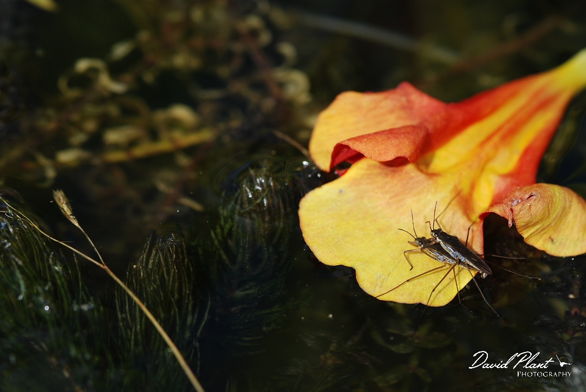 David Plant Photography - Wildlife Photographer - Pondskater - Gerris gibbifer - A.JPG - Pondskater, Gerris gibbifer - Cotswolds