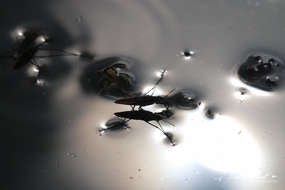 David Plant Photography - Wildlife Photographer - Pondskater - Gerris gibbifer - B.JPG - Pondskater, Gerris gibbifer - Cotswolds