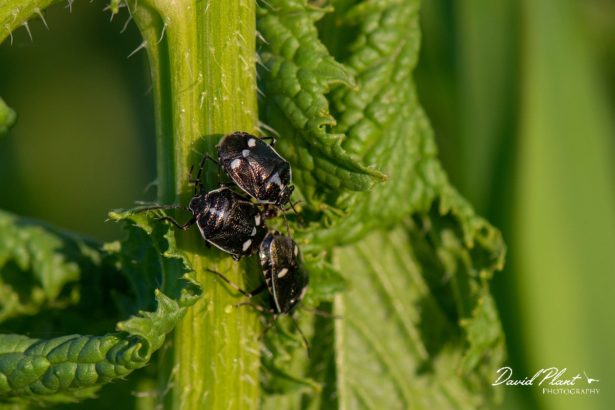 David Plant Photography - Wildlife Photography - Brassica shieldbug, Eurydema oleracea - A.JPG - Brassica shieldbug, Eurydema oleracea - Cambridgeshire