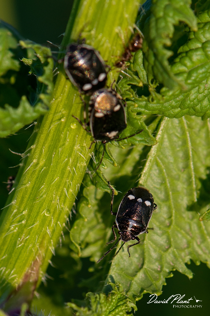 David Plant Photography - Wildlife Photography - Brassica shieldbug, Eurydema oleracea - B.JPG - Brassica shieldbug, Eurydema oleracea - Cambridgeshire