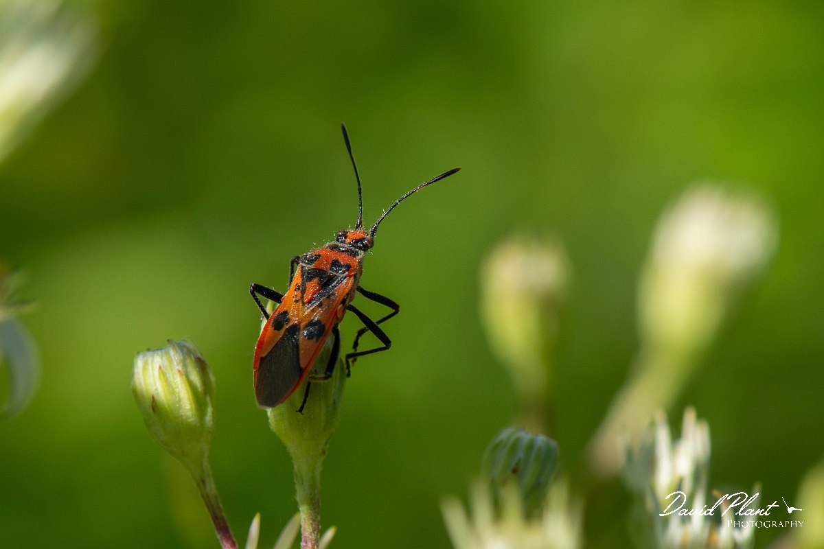 David Plant Photography - Wildlife Photography - Cinnamon bug, Corizus hyoscyami - A.jpg - Cinnamon bug, Corizus hyoscyami - Cotswolds