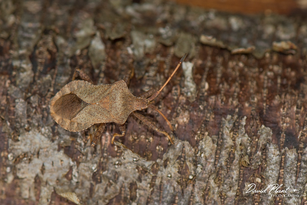 David Plant Photography - Wildlife Photography - Dock bug, Coreus marginatus - A.jpg - Dock bug, Coreus marginatus - Kent