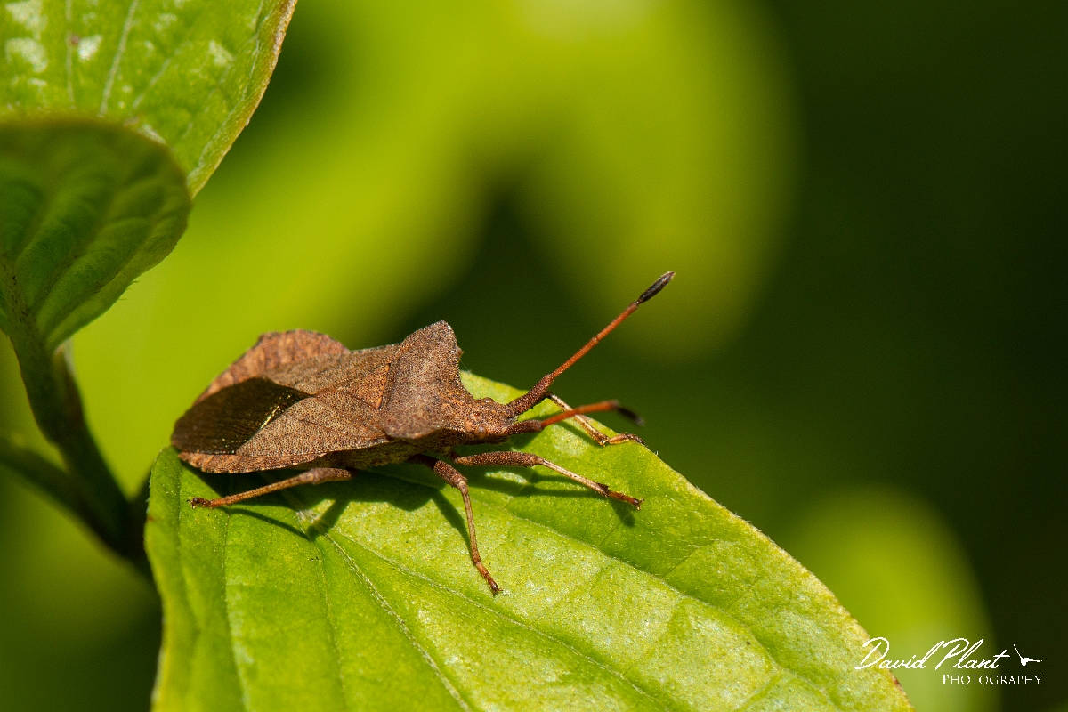 David Plant Photography - Wildlife Photography - Dock bug, Coreus marginatus - B.jpg - Dock bug, Coreus marginatus - Cotswolds