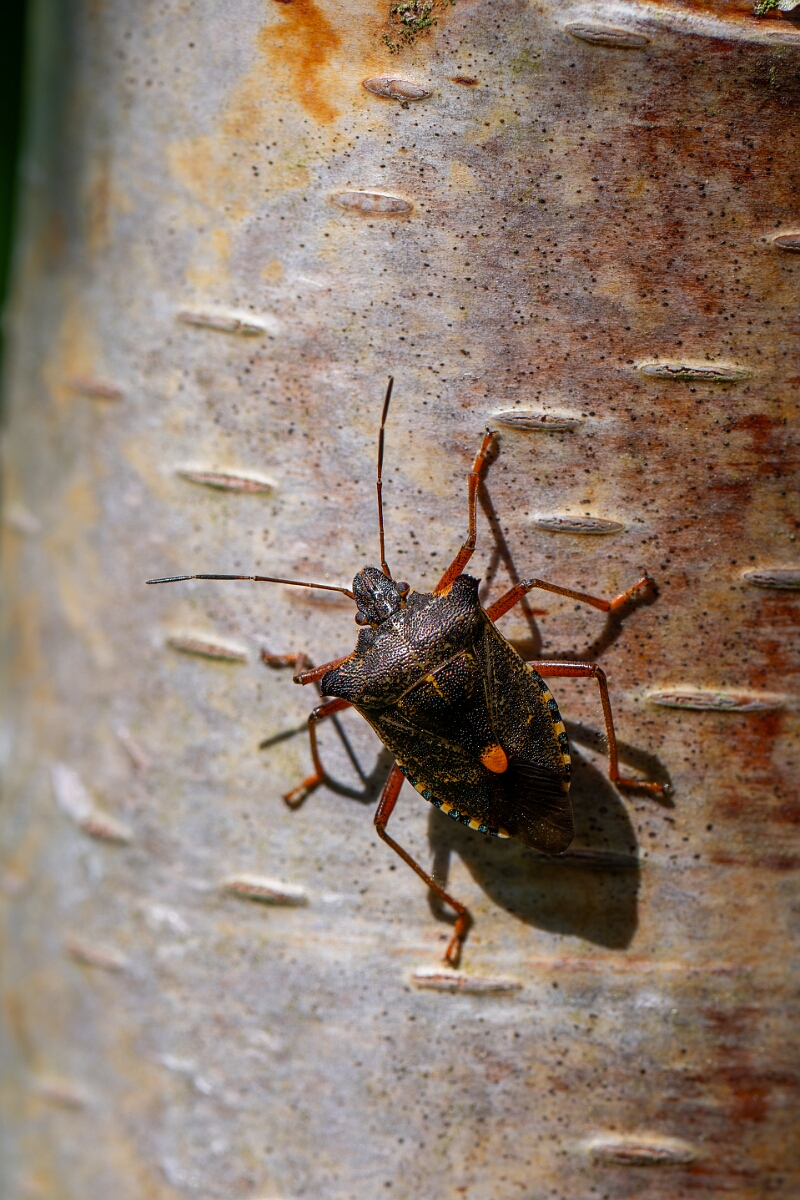 David Plant Photography - Wildlife Photography - Forest bug, Pentatoma rufipes - B.jpg - Forest bug, Pentatoma rufipes - Cotswolds