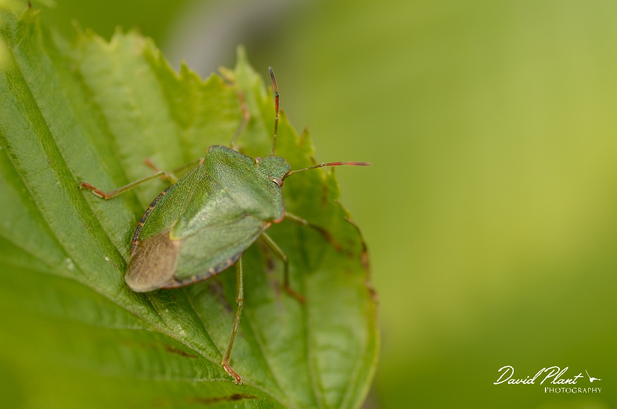 David Plant Photography - Wildlife Photography - Green shieldbug - A.jpg - Green shieldbug, Palomena prasina - Cambridgeshire