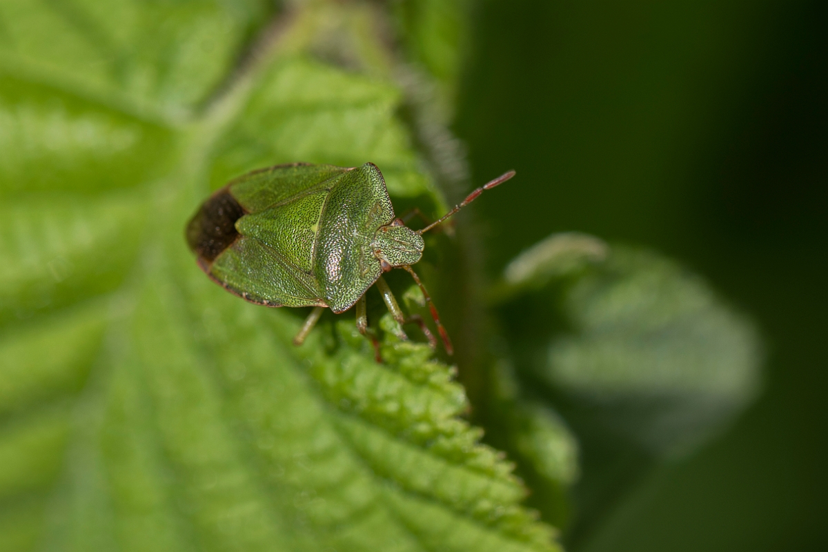 David Plant Photography - Wildlife Photography - Green shieldbug,  Palomena prasina - E.JPG - Green shieldbug, Palomena prasina - Cotswolds
