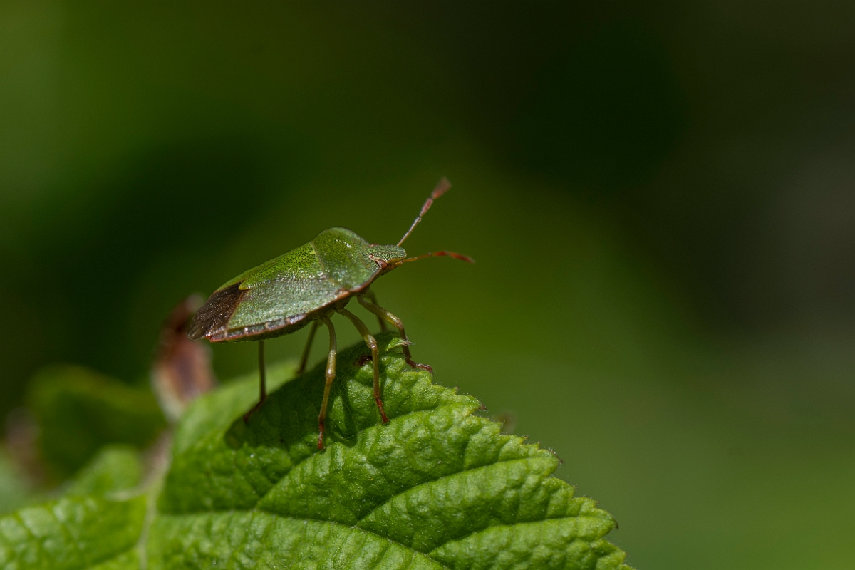 David Plant Photography - Wildlife Photography - Green shieldbug,  Palomena prasina - F.JPG - Green shieldbug, Palomena prasina - Cotswolds