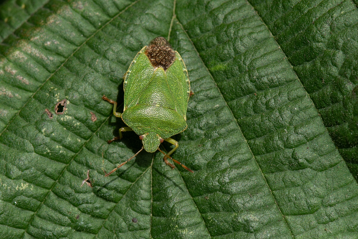 David Plant Photography - Wildlife Photography - Green shieldbug,  Palomena prasina - G.jpg - Green shieldbug, Palomena prasina - Cotswolds