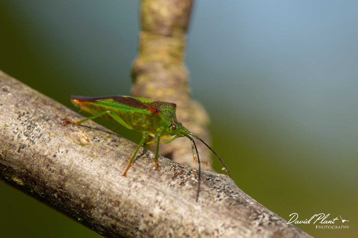 David Plant Photography - Wildlife Photography - Hawthorn shieldbug - A.jpg - Hawthorn shieldbug, Acanthosoma haemorrhoidale - Cotswolds