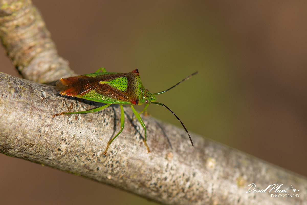 David Plant Photography - Wildlife Photography - Hawthorn shieldbug - B.jpg - Hawthorn shieldbug, Acanthosoma haemorrhoidale - Cotswolds