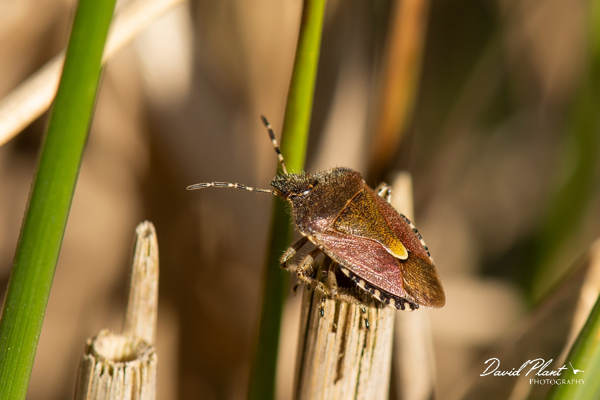 David Plant Photography - Wildlife Photography - Sloe bug, Dloycoris baccarum - C.jpg - Sloe bug, Dolycoris baccarum - Cotswolds