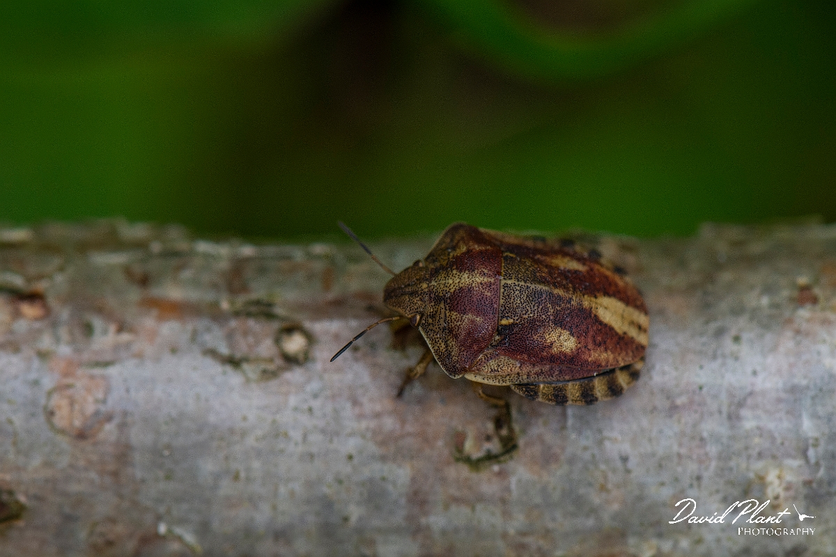 David Plant Photography - Wildlife Photography - Tortoise shieldbug, Eurygaster testudinaria - A.JPG - Tortoise shieldbug, Eurygaster testudinaria - Buckinghamshire