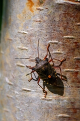 David Plant Photography - Wildlife Photography - Forest bug, Pentatoma rufipes - B