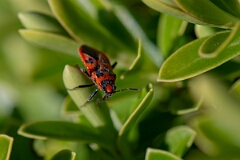 David Plant Photography - Wildlife Photography - Spotted firebug, Corizus hyoscyami - A