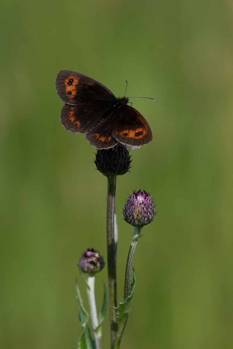 DDP - Wildlife Photography - Scotch argus - H.JPG - Scotch argus, male - Inverness-shire