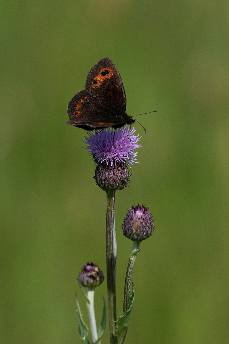 DDP - Wildlife Photography - Scotch argus - I.JPG - Scotch argus, male - Inverness-shire