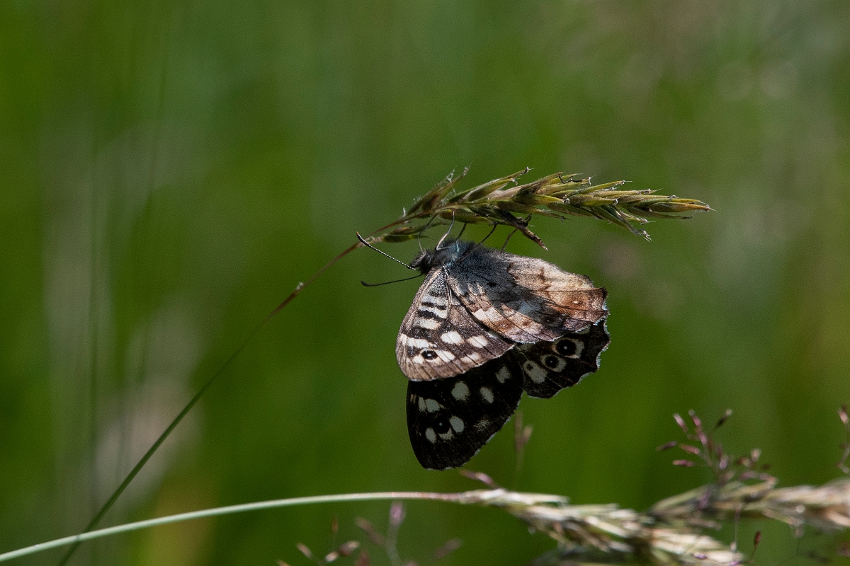 DPP - Wildlife Photography - Speckled wood - H.JPG - Speckled wood - Inverness-shire
