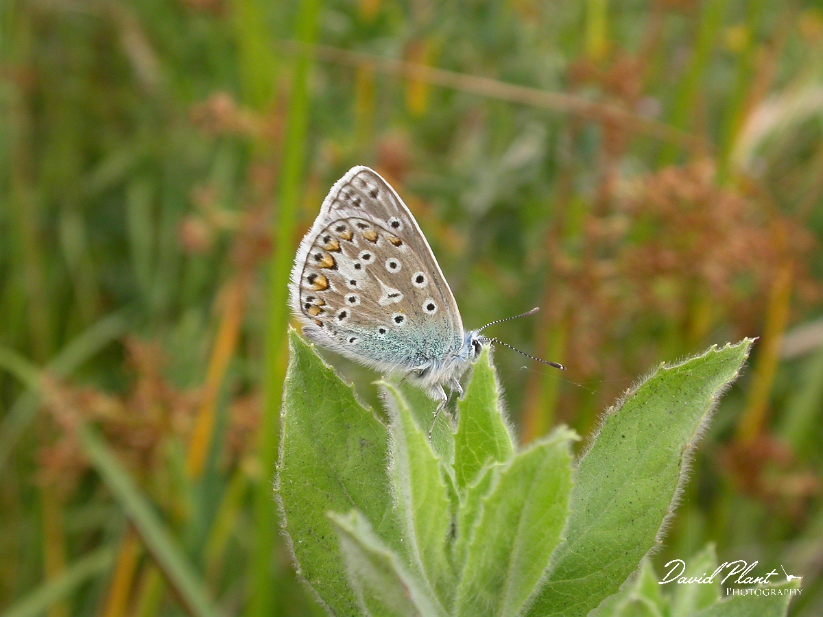 David Plant Photography - Wildlife Photographer - Common blue - A.jpg - Common blue - Somerset