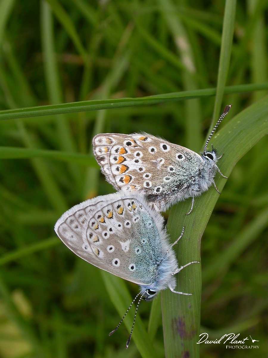David Plant Photography - Wildlife Photographer - Common blue mating pair - B.JPG - Common blue, pair mating - Somerset